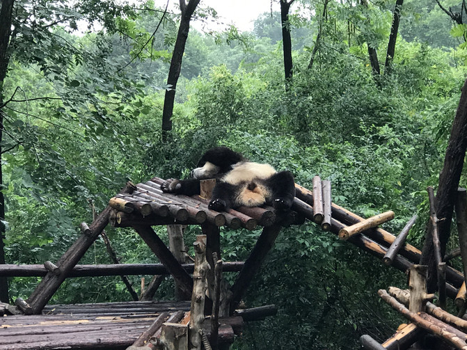 7月初去成都，我踩过的坑和意外的惊喜